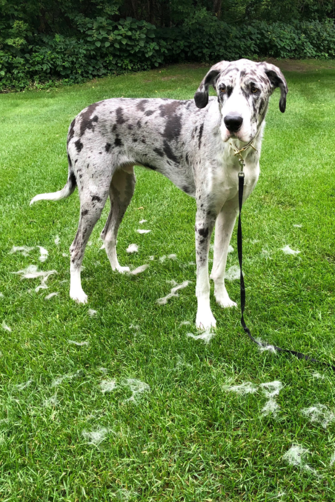 Result of grooming your great dane