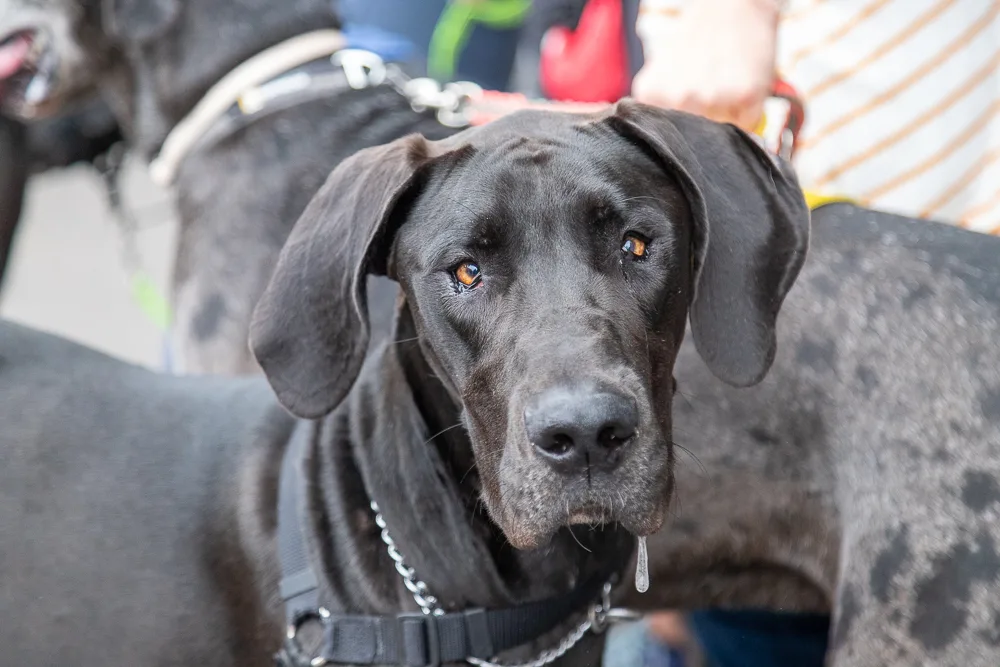 Winnie, great dane