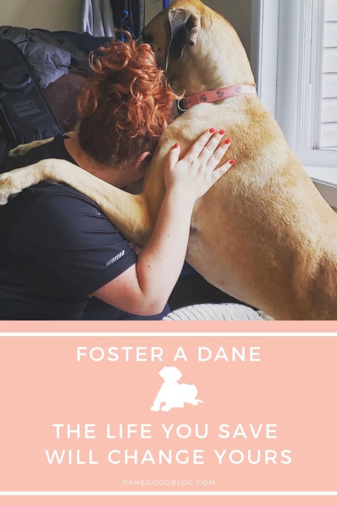 foster a dane