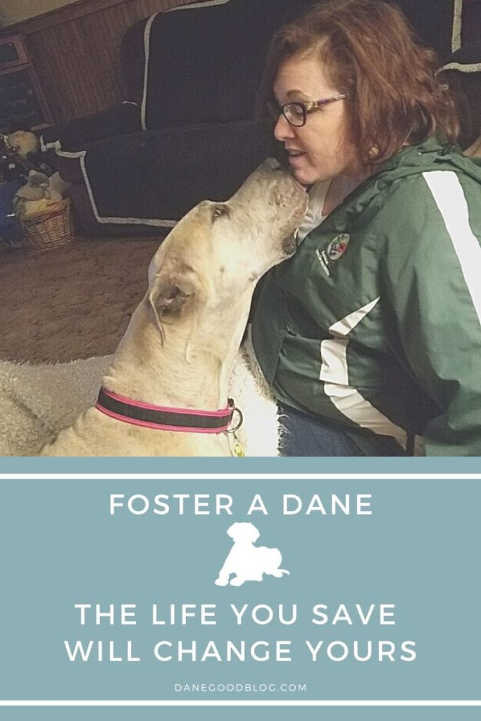 foster a great dane