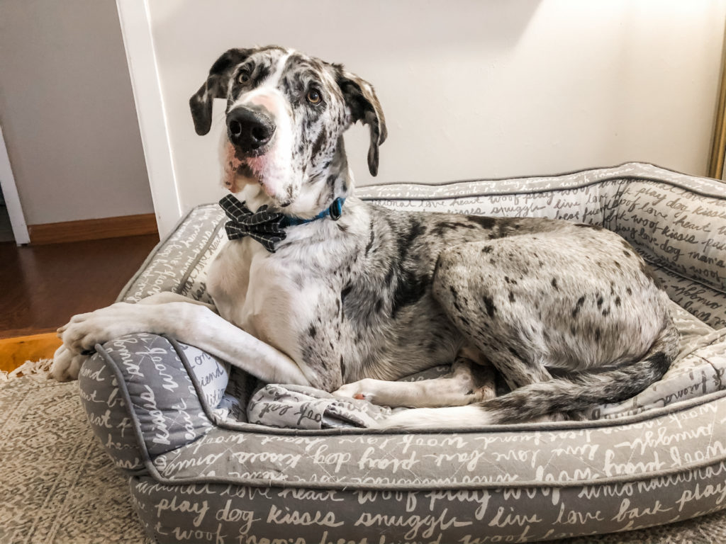 Are Great Danes Good With Kids  