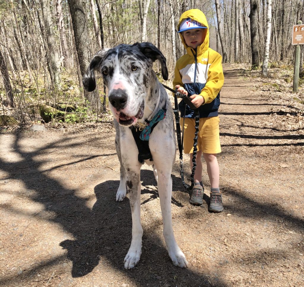 great danes with children