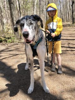 great danes with children