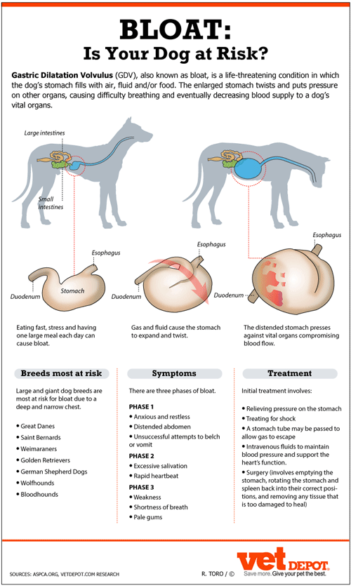 what causes a great danes stomach to flip