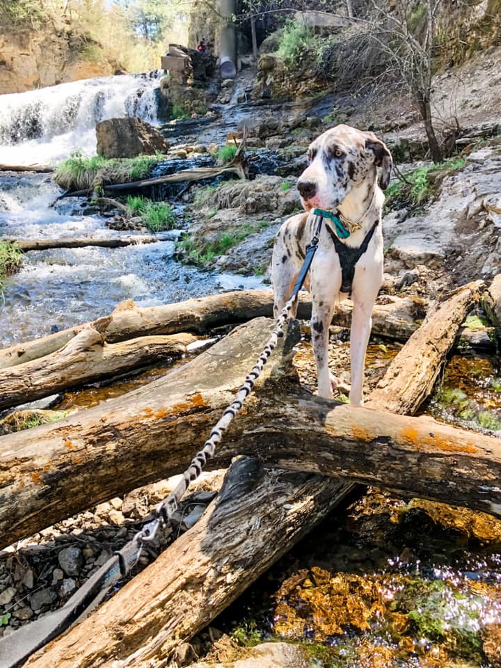 Dogs that are online good for hiking