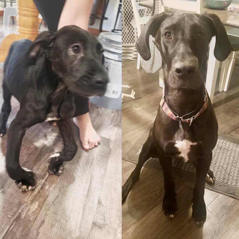 Great Dane Puppy Food Dane Good Blog Great Dane Puppy Food Dane Good Blog